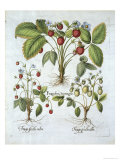 Three Varieties of Strawberry, Plate 116, from Hortus Eystettensis by Basil Besler Giclee Print