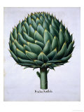 Artichoke from Hortus Eystettensis by Basil Besler Giclee Print