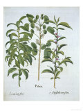 Title: Pistachio Nut, Bay Tree Giclee Print