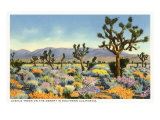Joshua Trees in Desert, California Lámina giclée