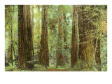 Redwoods, Muir Woods, California Lámina giclée Redwoods, Muir Woods, California Lámina giclée