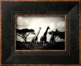 Long Necks II Prints by Micheal Cole