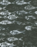 Fossilized I Affiche par Norman Wyatt Jr.