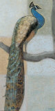 Resting Peacock I Prints by Norman Wyatt Jr.
