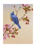 Blue Bird on Cherry Blossom Branch Posters