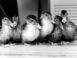 Six Ducklings Who were Abandoned by Their Mother, Being Given Swimming Lessons, July 1977 Photographic Print