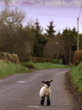 A Spring Lamb Walks in the Scenic Glens of Antrim in Cushendall, Northern Ireland Fotografická reprodukce A Spring Lamb Walks in the Scenic Glens of Antrim in Cushendall, Northern Ireland Fotografická reprodukce