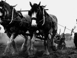 Ulster Clydesdale Pulling a Plough, July 1983 Photographic Print