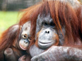 A Baby Orangutan Cuddles up Close to Her Mother at London Zoo, August 1991 Photographic Print