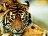 A Relaxed Tiger at London Zoo, April 1991 Photographic Print