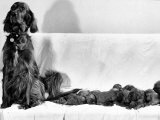 Wendy My Pride a Red Setter with a Litter of Eleven New Born Puppiesy London, December 1968 Photographic Print