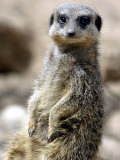 Jenny the Meerkat Shows Her New Babies How to Stand at London Zoo, June 2005 - Fotografik Baskı Jenny the Meerkat Shows Her New Babies How to Stand at London Zoo, June 2005 - Fotografik Baskı