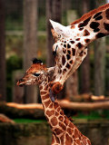 Baby Giraffe Being Licked by Mother, Edinburgh Zoo, January 1998 Photographic Print