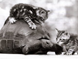 Two Young Kittens Playing with a Slow Moving Giant Tortoise, 1983 Fotografická reprodukce