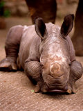 Otze the Rhinocerous Born at Edinburgh Zoo, June 1998 Photographic Print
