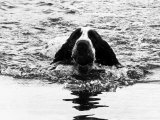 Skye the St. Bernard Dog Swimming Photographic Print