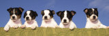 5 Jack Russell Puppies That were Abandoned on Christmas Eve, January 2001 Photographic Print