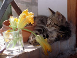 A Kitten Playing with Flower, August 1997 Photographic Print