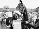 Grand National Winner Red Rum with Trainer Ginger Mccain Drinking from Bucket Photographie