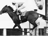 Alleged Being Riden by Lester Piggott Passing the Winning Post at the Prix de Larc Fotografisk tryk