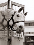 Desert Orchid Racehorse in Manchester Photographic Print