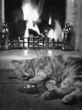 Cats at the End of the Day, Too Tired to Play Lámina fotográfica Cats at the End of the Day, Too Tired to Play Lámina fotográfica