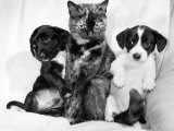 "Daisy" the Cat Looks After Neighbor's Puppies That Needed Mother, March 1985 Photographie