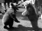 2 Bear Cubs Standing on Their Hind Legs with Their Mouths Open Photographic Print
