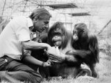 David Attenborough with Orang-Utang and Her Baby at London Zoo, April 1982 Fotografická reprodukce David Attenborough with Orang-Utang and Her Baby at London Zoo, April 1982 Fotografická reprodukce