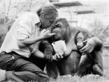 David Attenborough with Orang-Utang and Her Baby at London Zoo, April 1982 Photographie