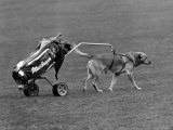 "Ned" Out on the Golf Course with His Pro in the Special Built Trolley, March 1980 Photographic Print