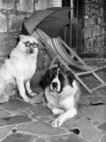 Alsatian Twoshaun and St. Bernard Brandy, Living It Up at the New K.9 Motel For Dogs Lámina fotográfica