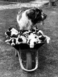 Animal Dogs St Bernard June 1966 Titch Has Had a Litter of 15 Puppies at Fareham Hant Lámina fotográfica