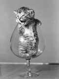 Animals Cats Kitten in a Brandy Glass 1950 Lámina fotográfica Animals Cats Kitten in a Brandy Glass 1950 Lámina fotográfica