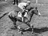 Be My Guest Ridden by Lester Piggott in the 1977 Derby Fotografisk tryk