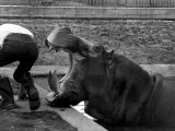 Hilda the Humorous Hippo Joking with Zoo Keeper in Phoenix Park Zoo, Dublin, June 1969 Fotografická reprodukce