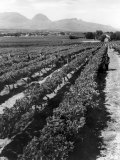 Workers Picking Grapes in Vineyard, Paarl, South Africa, June 1955 Photographic Print