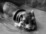 Getting on Swimmingly, Tommy the Gosling and Esme the Hippo, March 1973 - Fotografik Baskı Getting on Swimmingly, Tommy the Gosling and Esme the Hippo, March 1973 - Fotografik Baskı