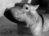 Esme, Two Month Old Hippopotamus, April 1973 Photographic Print