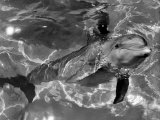 Dolphins, May 1964 Lámina fotográfica Dolphins, May 1964 Lámina fotográfica