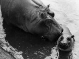 Wendy's Little Wanda: Wanda the Baby Hippo Shy When Making First Public Appearance on Tuesday Photographic Print