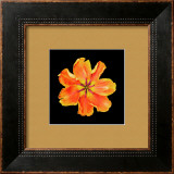 Apricot Parrot Print by JoSon 