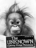 Orangutang, October 1986 Photographie