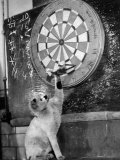Clever Kitten is Snowball Pulls Darts out for Men of Royal Mint Photographic Print