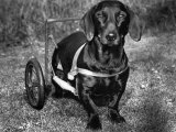 Moss the Dashshund in a Canine Wheelchair with the Slipped Disc, June 1960 Photographie
