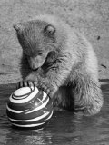 Pipaluk with Sally, His Mum, Playing with a Ball at London Zoo Today. March 1968 Photographic Print