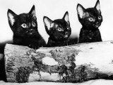 Kittens Hiding Behind Log. November 1965 Photographic Print
