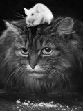 Animal Friendships: Cats and Mice Photographie