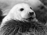 Baby Seals Photographic Print