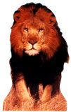 Lion Imagen a tamaño natural